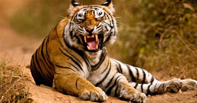Corbett National Park: Tigers attack Tiger Protection Force, one injured